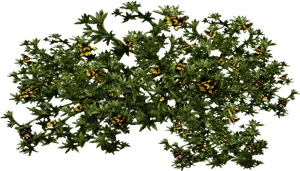 Flowering Shrub Against Dark Background.jpg PNG Image