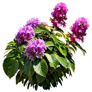 Flowering Shrubs Png 57 PNG Image