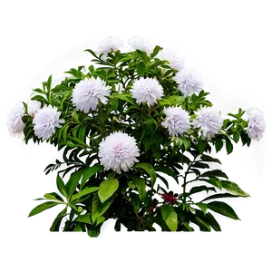 Flowering Shrubs Png Vsg PNG Image