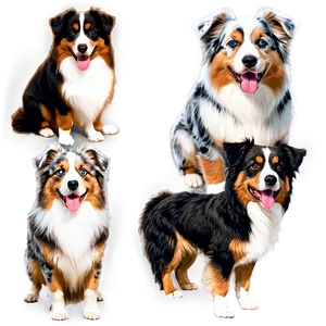 Fluffy Australian Shepherd Png 55 PNG Image