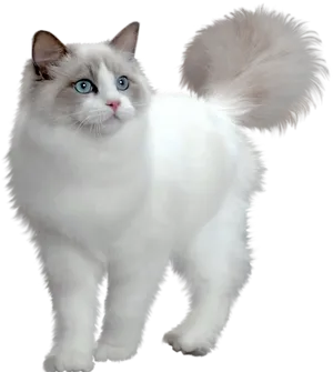 Fluffy Birman Cat Blue Eyes PNG Image