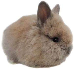 Fluffy Brown Bunny Isolated PNG Image