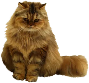 Fluffy Brown Cat Sitting PNG Image