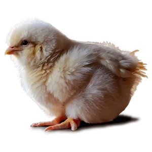 Fluffy Chicky Drawing Png Gvt97 PNG Image