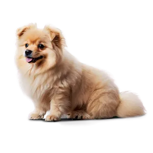 Fluffy Dogs PNG 05242024 PNG