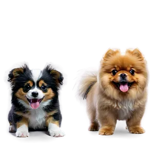 Fluffy Dogs PNG 67 PNG
