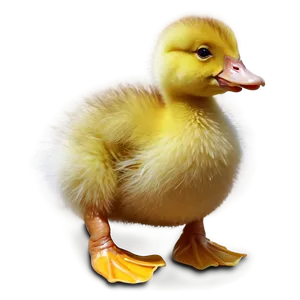 Fluffy Duckling Png 06202024 PNG Image