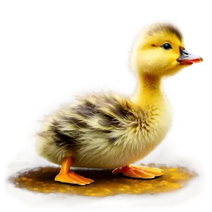 Fluffy Duckling Png Jut PNG Image