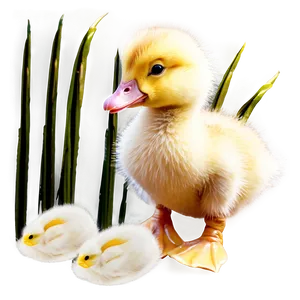 Fluffy Duckling Png Ruv PNG Image