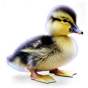 Fluffy Duckling Png Veo32 PNG Image