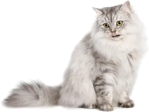 Fluffy Gray Cat Black Background.jpg PNG Image