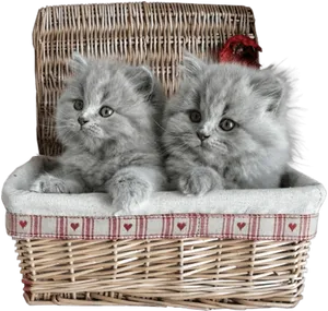 Fluffy Gray Kittensin Basket PNG Image