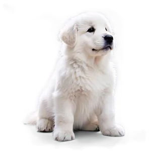 Fluffy Great Pyrenees Puppy Png Xtq75 PNG Image