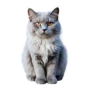 Fluffy Grey Cat Png Fag PNG Image