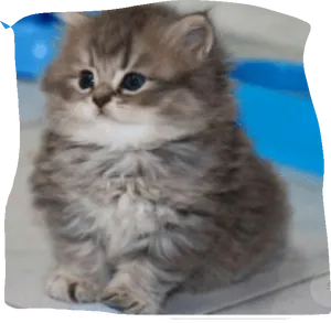 Fluffy Kitten Sitting PNG Image