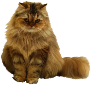 Fluffy Orange Cat Sitting PNG Image