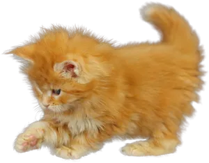 Fluffy Orange Kitten PNG Image