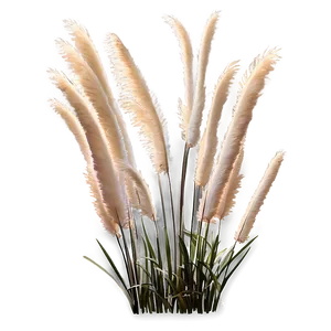 Fluffy Pampas Grass Png 63 PNG Image