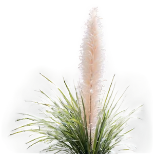 Fluffy Pampas Grass Png 99 PNG Image