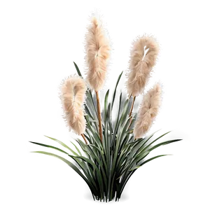 Fluffy Pampas Grass Png Wrk20 PNG Image