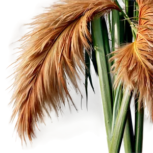 Fluffy Pampas Plumes Png Mje PNG Image