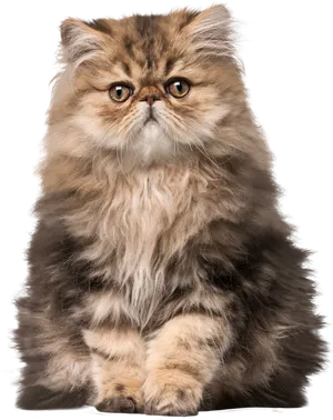 Fluffy Persian Cat Portrait PNG Image