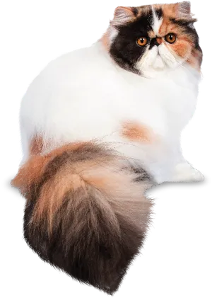 Fluffy Persian Cat Portrait PNG Image