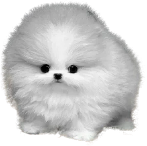 Fluffy Pomeranian Cartoon PNG Image