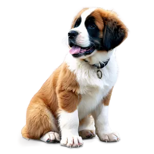 Fluffy Saint Bernard Coat Png Any59 PNG Image