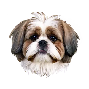 Fluffy Shih Tzu Coat Png 06242024 PNG Image