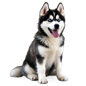 Fluffy Siberian Husky Png Bix PNG Image