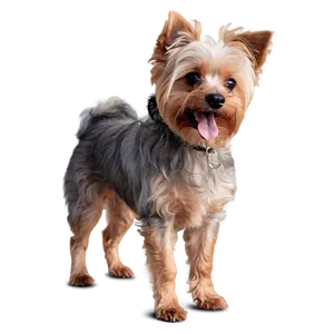 Fluffy Small Dog Breed Png 06252024 PNG Image