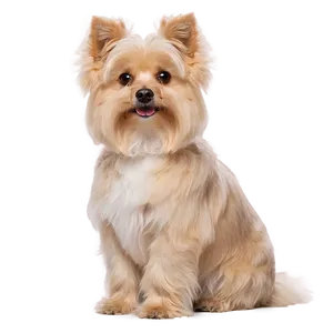 Fluffy Small Dog Breed Png 79 PNG Image