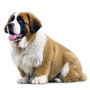 Fluffy St Bernard Coat Png 43 PNG Image