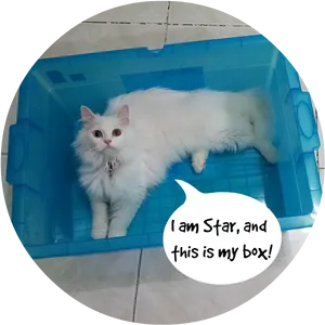 Fluffy White Cat In Blue Box Meme PNG Image