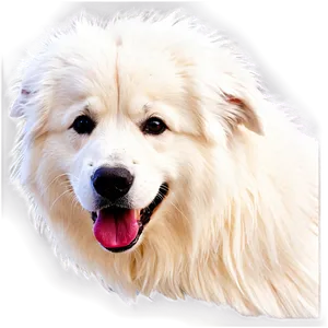 Fluffy White Great Pyrenees Png Bvl PNG Image