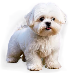 Fluffy White Maltese Png 97 PNG Image