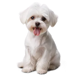 Fluffy White Maltese Png Fah5 PNG Image