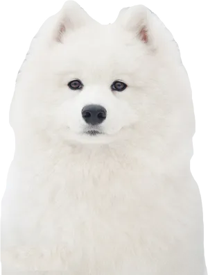 Fluffy White Samoyed Dog Portrait PNG Image