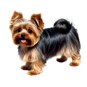 Fluffy Yorkie Pet Png Tvl49 PNG Image