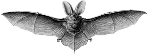 Flying Bat Black Background PNG Image