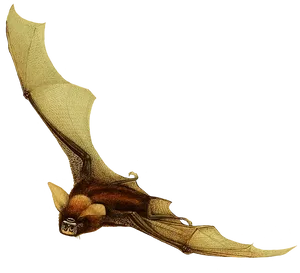 Flying Bat Black Background PNG Image