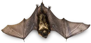 Flying_ Bat_ Black_ Background.jpg PNG Image