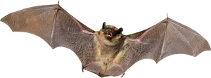 Flying Bat Black Background PNG Image