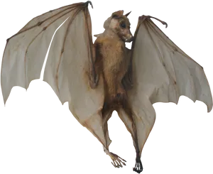 Flying Bat Transparent Background PNG Image