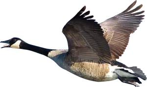 Flying Canada Goosein Action PNG Image