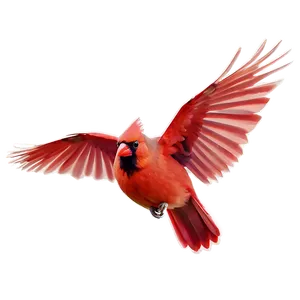 Flying Cardinal Bird Png 06252024 PNG Image