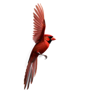 Flying Cardinal Bird Png Vfy2 PNG Image