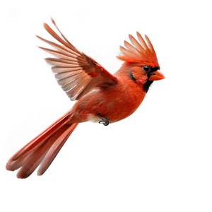 Flying Red Cardinal Bird Png 1 PNG Image