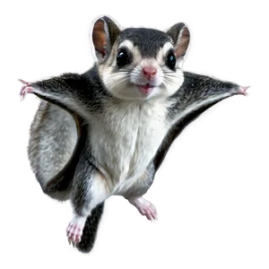 Flying Squirrel Character Png Hia35 PNG Image